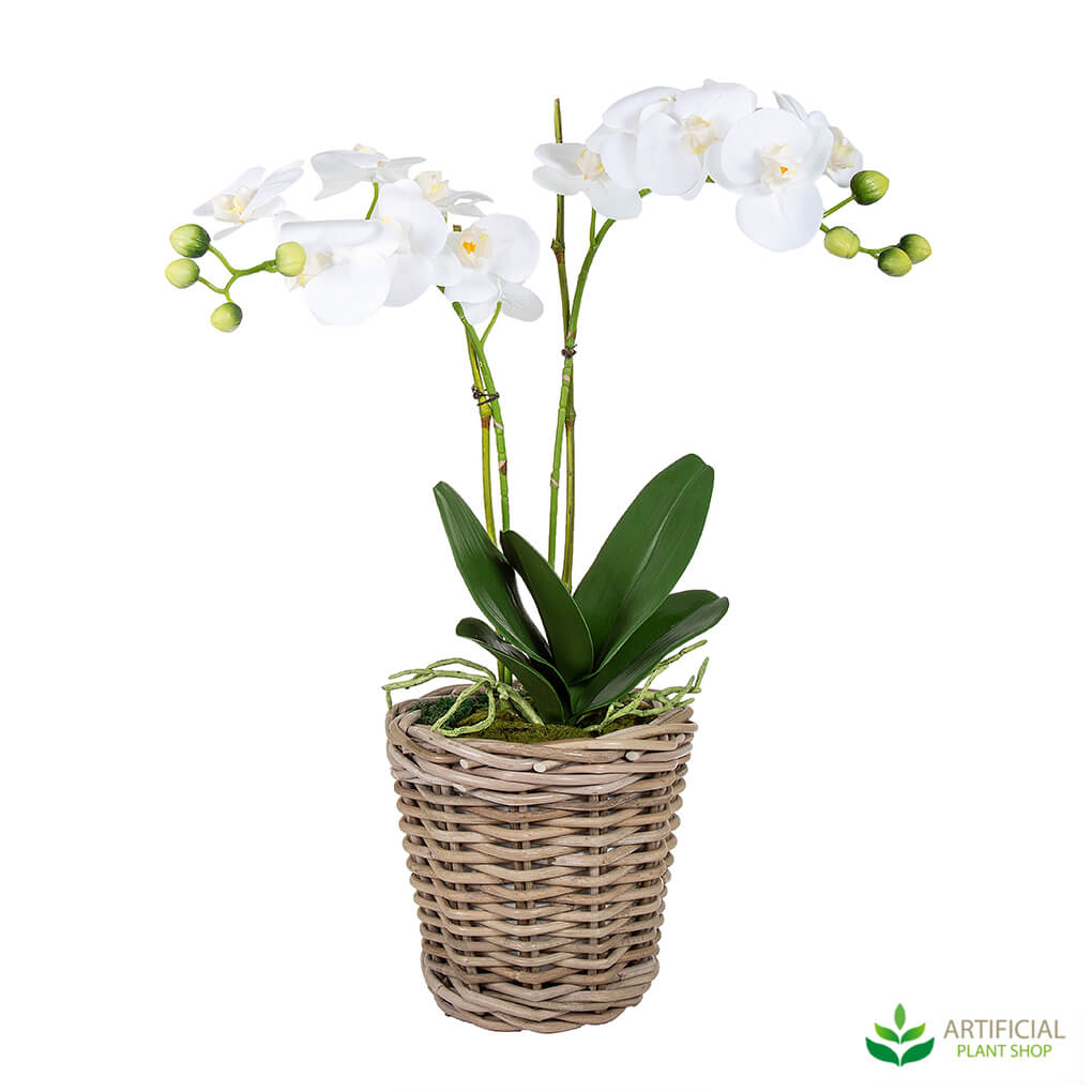 White orchid in woven basket