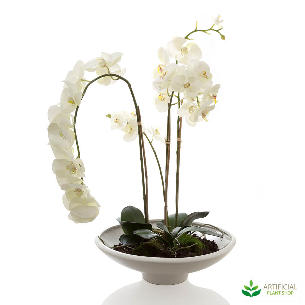 Phal orchid in White Bowl 95cm